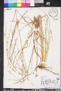 Andropogon brachystachyus image