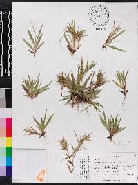 Panicum strigosum image