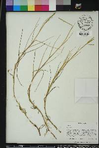 Paspalum distichum image