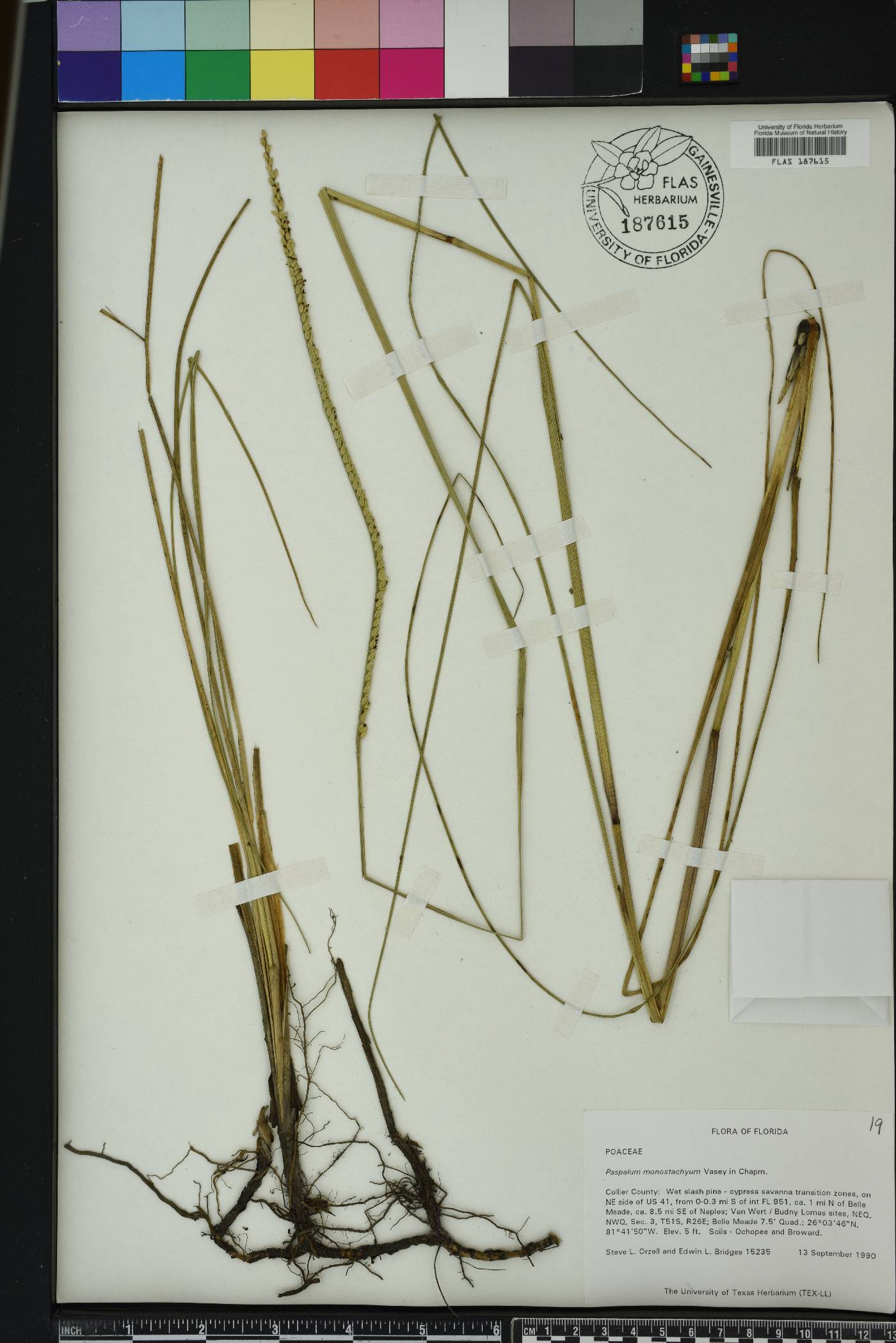 Paspalum monostachyum image