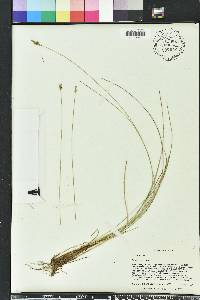 Carex exilis image