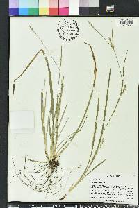 Carex striatula image