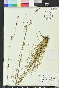 Rhynchospora perplexa image