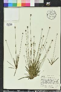 Xyris difformis image