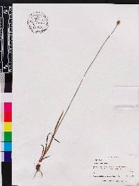 Xyris scabrifolia image