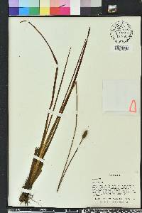 Xyris stricta image