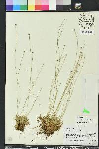 Lachnocaulon anceps image