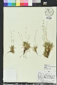 Lachnocaulon beyrichianum image