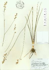 Schoenolirion albiflorum image