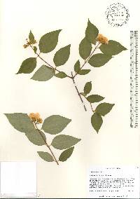 Philadelphus inodorus image