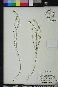 Polygala nuttallii image