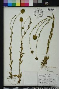 Polygala rugelii image