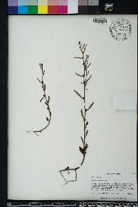 Ludwigia lanceolata image