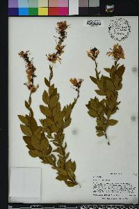 Bejaria racemosa image