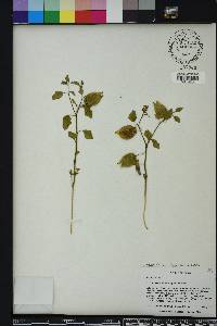 Physalis arenicola image