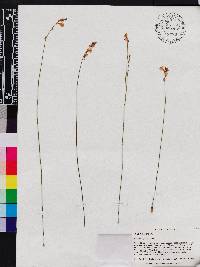 Utricularia juncea image