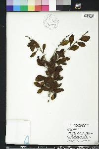 Crataegus uniflora image