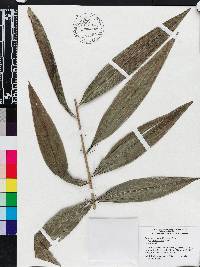 Desmoncus orthacanthos image