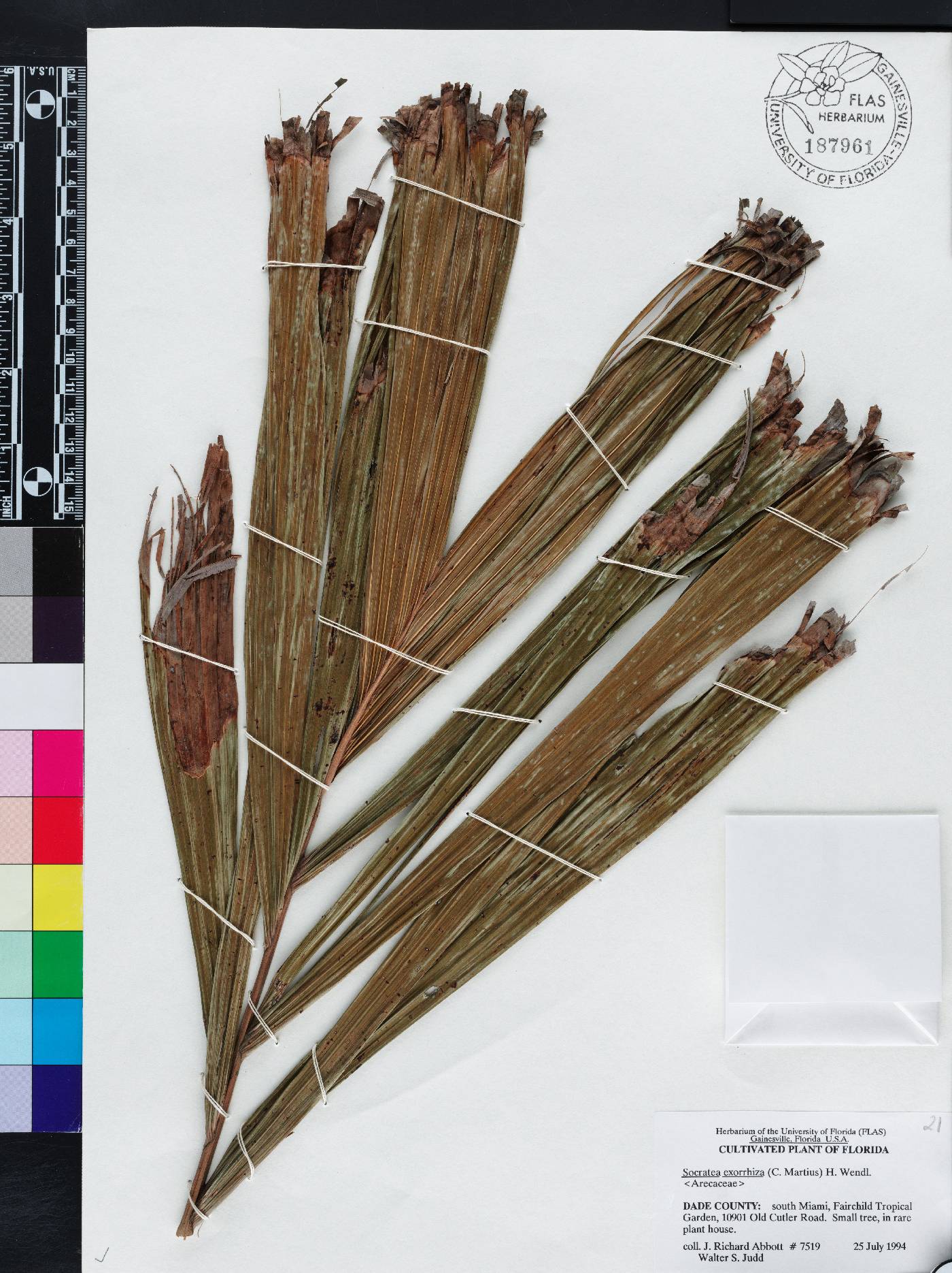 Socratea exorrhiza image