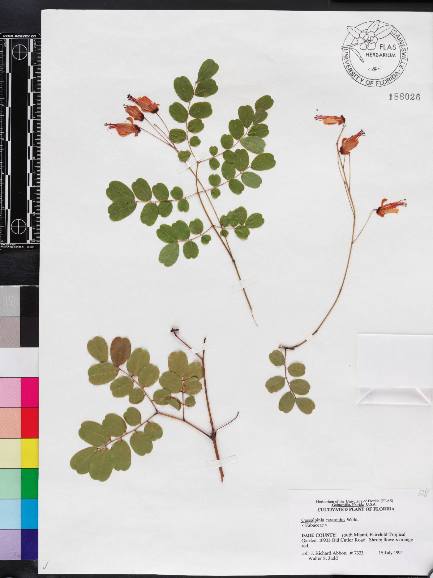 Caesalpinia cassioides image