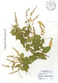 Securidaca diversifolia image