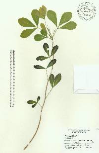 Hypelate trifoliata image