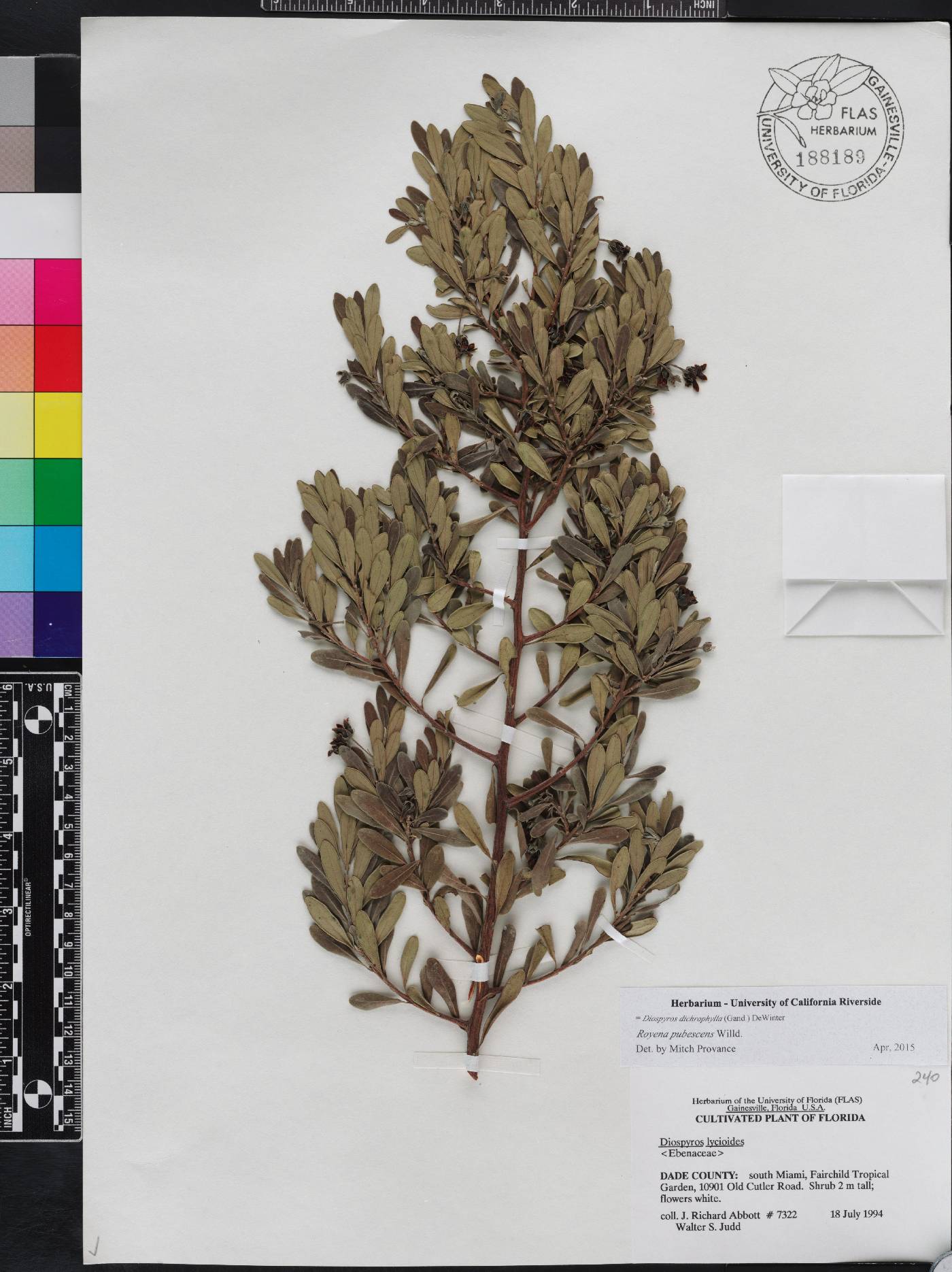 Diospyros pallens image