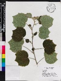 Urena lobata image