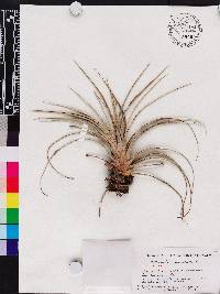 Tillandsia utriculata image