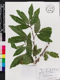 Exothea paniculata image