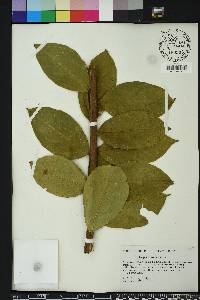 Lagerstroemia indica image