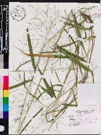 Kellochloa verrucosa image