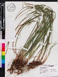 Carex dasycarpa image