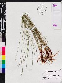 Eleocharis montevidensis image