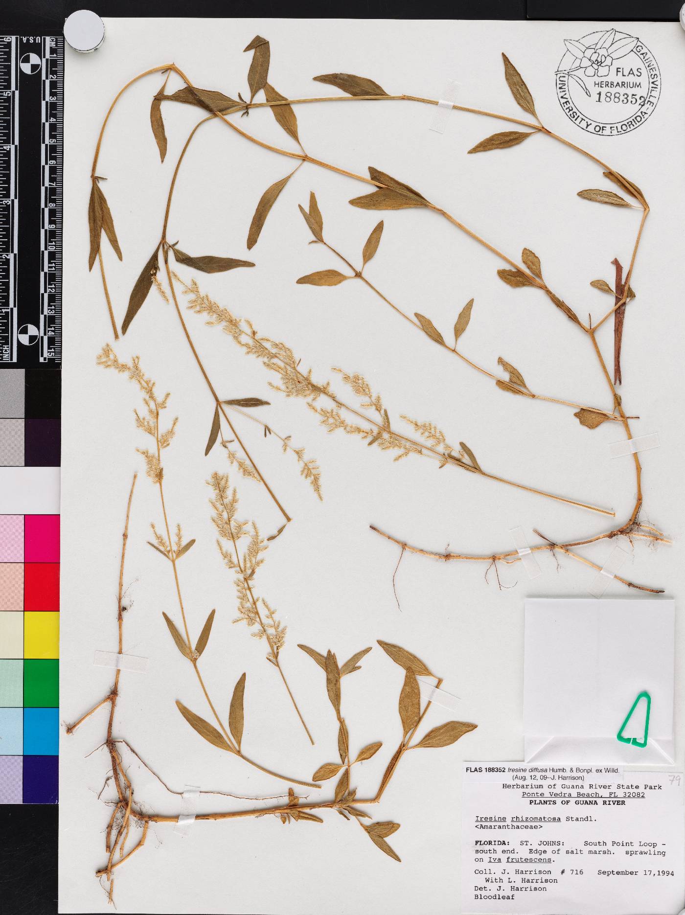 Iresine rhizomatosa image