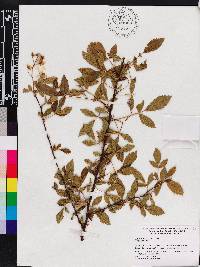 Rubus argutus image