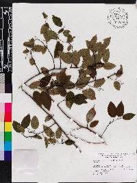 Berchemia scandens image