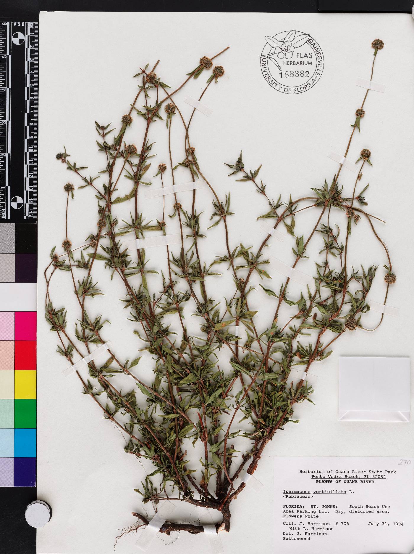 Spermacoce verticillata image