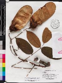 Centrolobium ochroxylum image