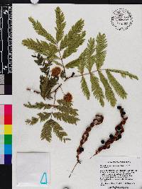 Cojoba chazutensis image