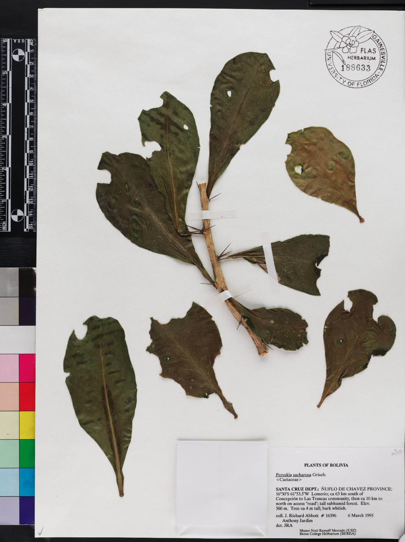 Pereskia sacharosa image