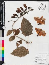 Thunbergia laurifolia image