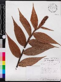 Elleanthus glaucophyllus image