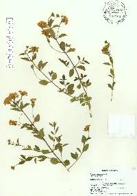 Lantana depressa image