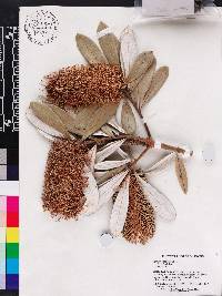 Banksia integrifolia image