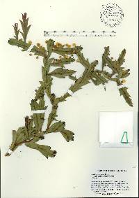 Acacia glaucoptera image