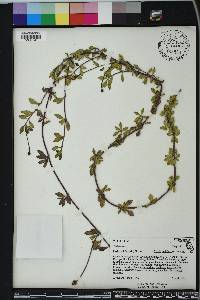 Phyla nodiflora image