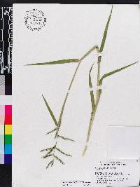 Urochloa mutica image