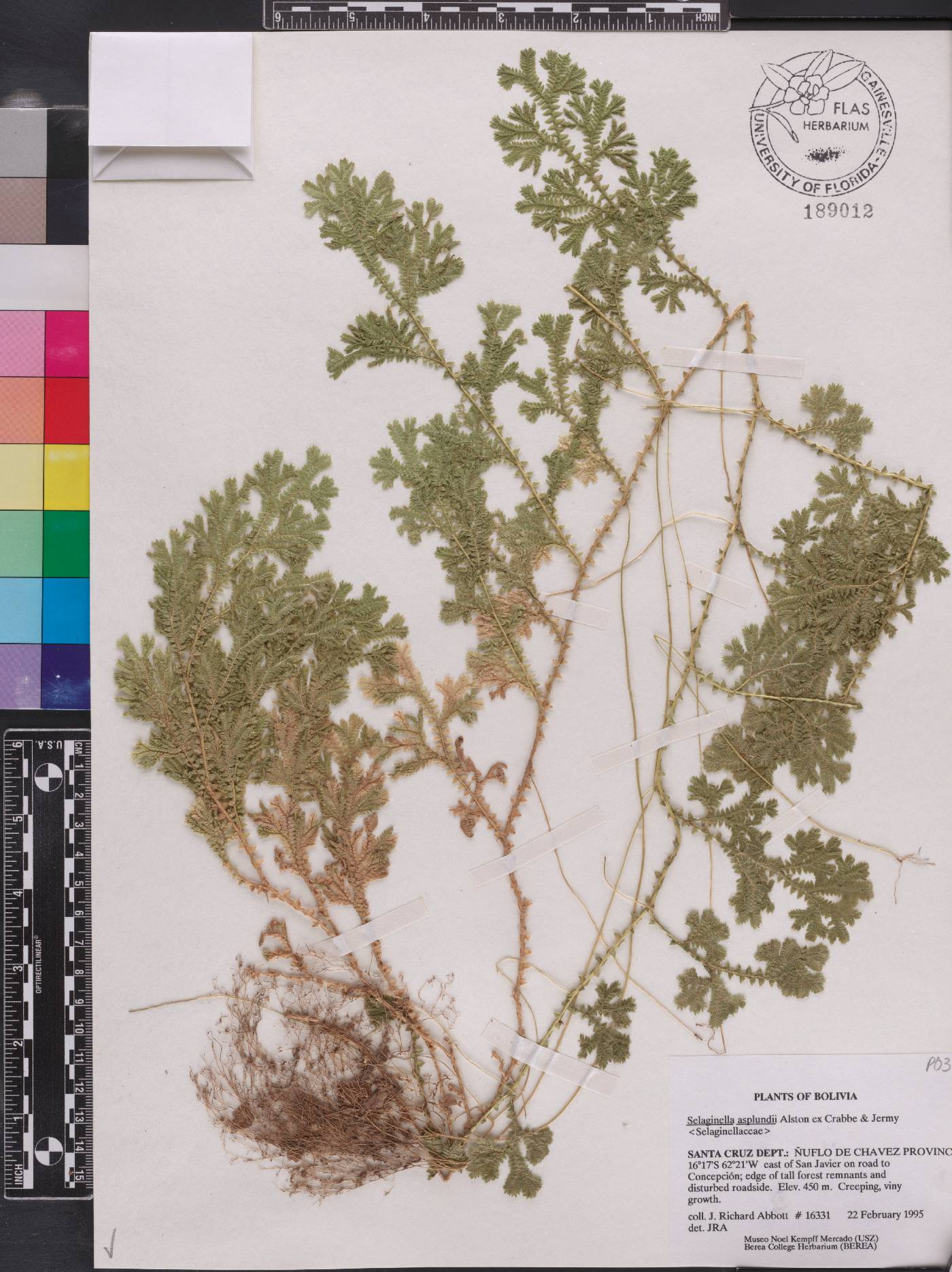 Selaginella asplundii image