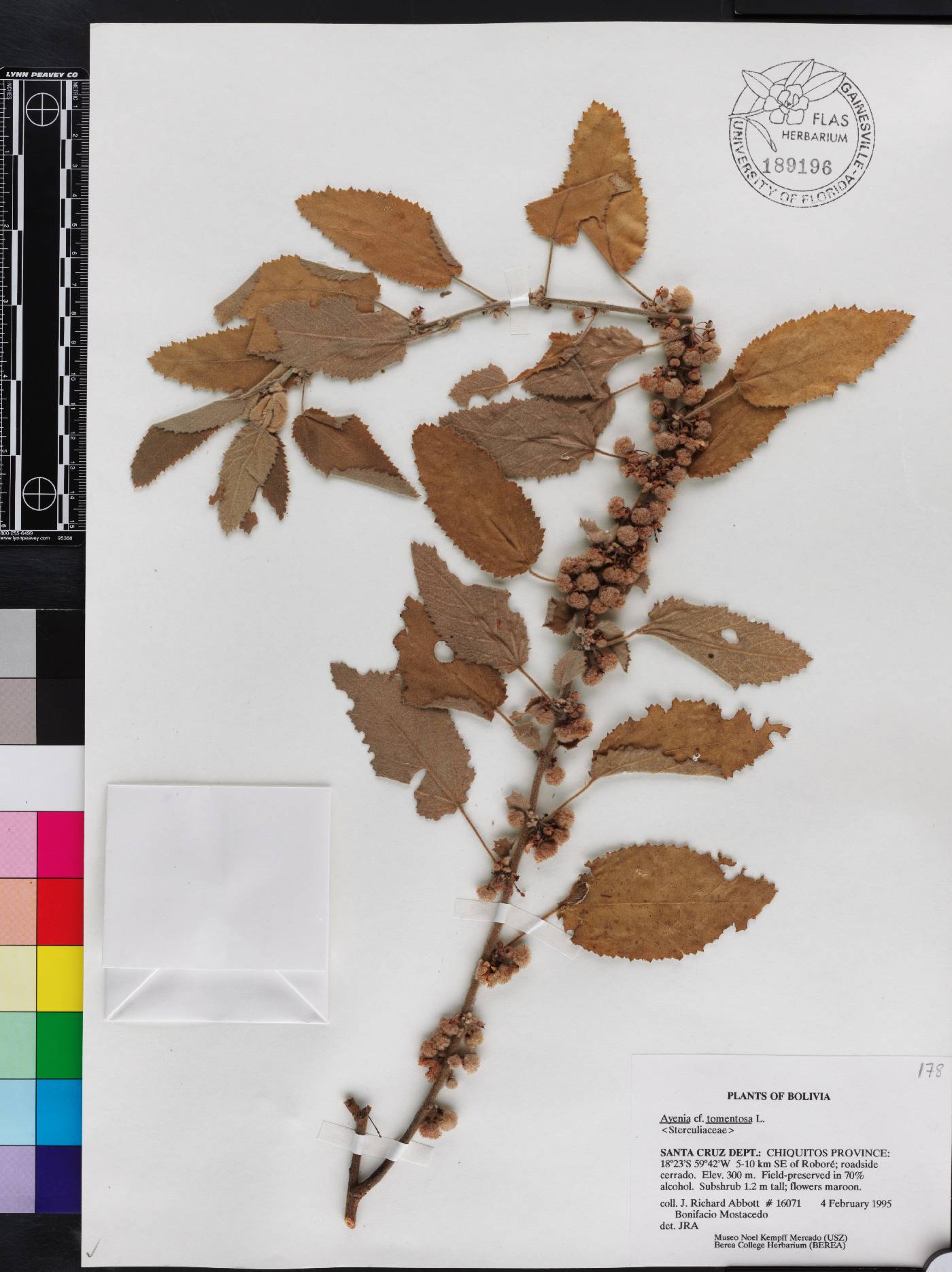 Ayenia tomentosa image